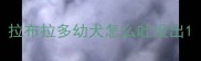 拉布拉多幼犬怎么吐没出