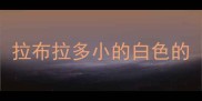 拉布拉多小的白色的