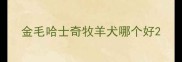金毛哈士奇牧羊犬哪个好