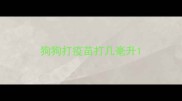 狗狗打疫苗打几毫升