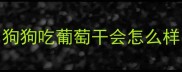 狗狗吃葡萄干会怎么样