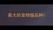 最大的宠物猫品种