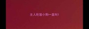主人吃饭小狗一直叫