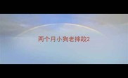 两个月小狗老摔跤