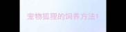 宠物狐狸的饲养方法