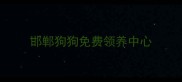 邯郸狗狗免费领养中心