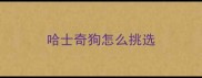哈士奇狗怎么挑选