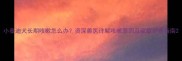 小泰迪犬长期咳嗽怎么办资深兽医详解咳嗽原因及家庭护理指南
