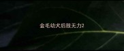 金毛幼犬后肢无力