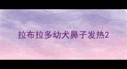 拉布拉多幼犬鼻子发热