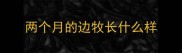 两个月的边牧长什么样