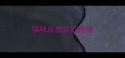 猫咪皮肤发红疙瘩