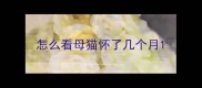 怎么看母猫怀了几个月