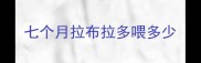 七个月拉布拉多喂多少