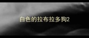 白色的拉布拉多狗