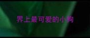 界上最可爱的小狗