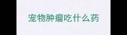 宠物肿瘤吃什么药