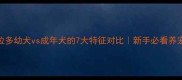 拉布拉多幼犬vs成年犬的7大特征对比新手必看养宠指南