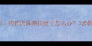 紧急处理指南狗狗流鼻涕拉肚子怎么办3步教你快速应对