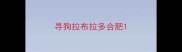 寻狗拉布拉多合肥