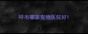 呼市哪家宠物医院好