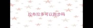 拉布拉多可以跑步吗