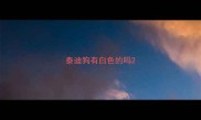 泰迪狗有白色的吗
