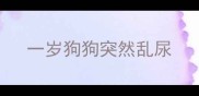 一岁狗狗突然乱尿
