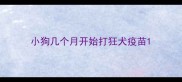小狗几个月开始打狂犬疫苗