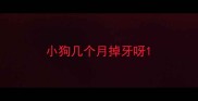 小狗几个月掉牙呀