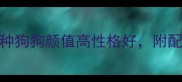 边牧混血推荐这5种狗狗颜值高性格好附配种指南与养护要点