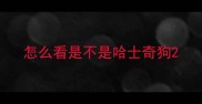 怎么看是不是哈士奇狗