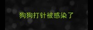 狗狗打针被感染了