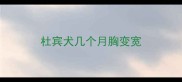 杜宾犬几个月胸变宽