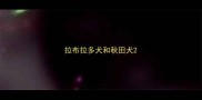 拉布拉多犬和秋田犬
