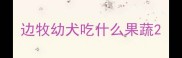 边牧幼犬吃什么果蔬