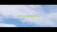 纯种拉布拉多体型特征