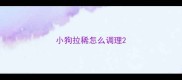小狗拉稀怎么调理