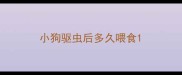 小狗驱虫后多久喂食