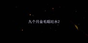 九个月金毛呕吐水