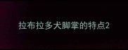拉布拉多犬脚掌的特点