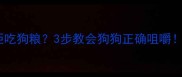 幼犬挑食拒吃狗粮3步教会狗狗正确咀嚼家长必看