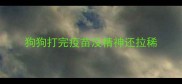 狗狗打完疫苗没精神还拉稀