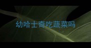 幼哈士奇吃蔬菜吗