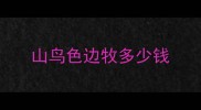 山鸟色边牧多少钱