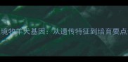 三色边境牧羊犬基因从遗传特征到培育要点全指南