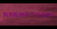 狗狗配种半个月流脓
