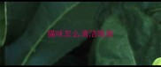 猫咪怎么清洁眼屎