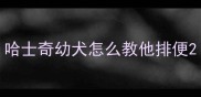 哈士奇幼犬怎么教他排便