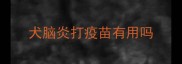 犬脑炎打疫苗有用吗